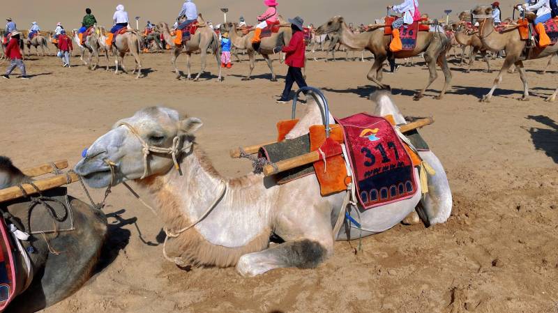 走進(jìn)敦煌研學(xué)課堂，探索壯觀的沙漠景觀